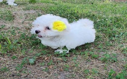 Bichon cani in vendita: 5 bellissimi cuccioli di Bichon Maltese - Immagine 9