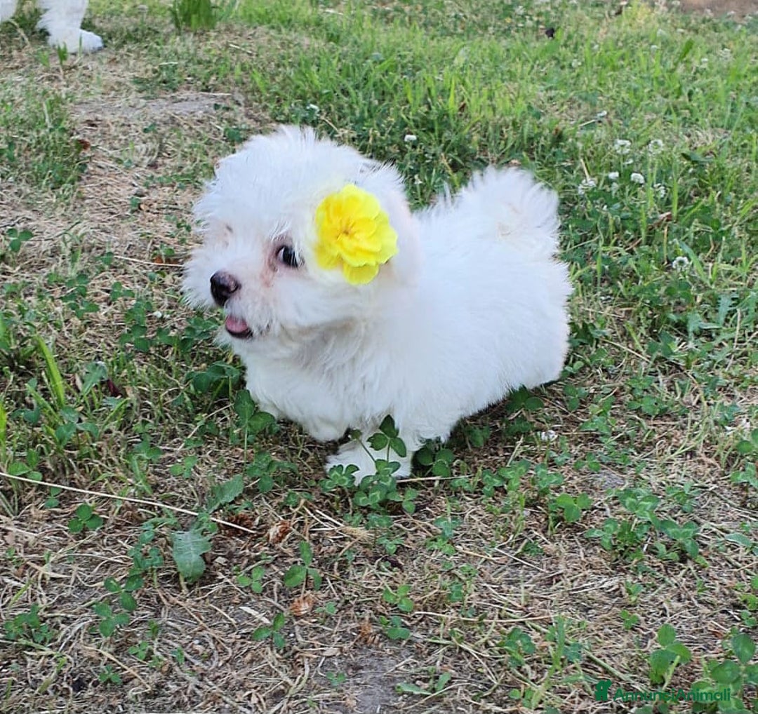 Bichon cani in vendita: 5 bellissimi cuccioli di Bichon Maltese - Immagine 9