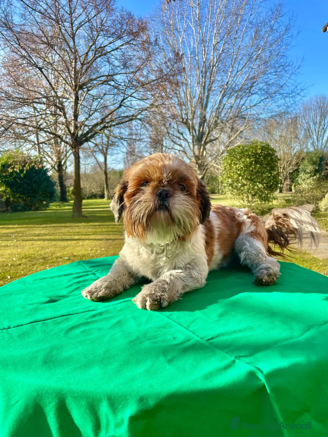Shih Tzu cani in regalo: ShihTzu cucciolone - adozione con rimborso spese  a Provincia di Verona - Annuncio 1