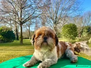 Shih Tzu cani ShihTzu cucciolone - adozione con rimborso spese - Annuncio 1