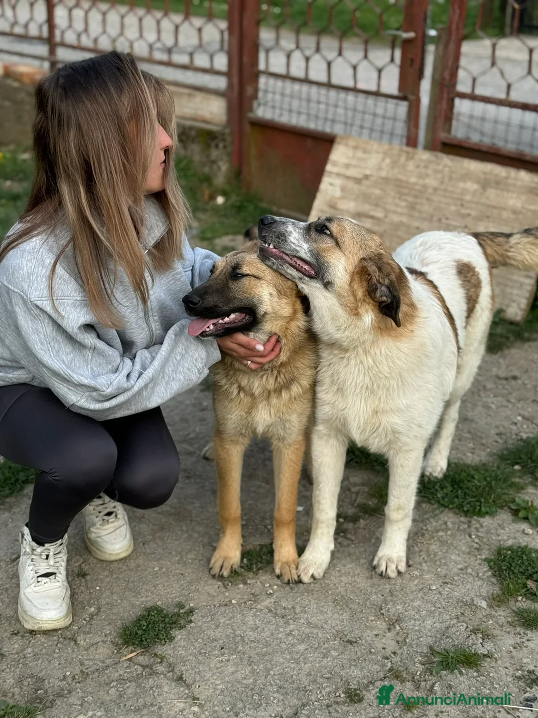Pastore Tedesco cani in regalo: ANNIE, cucciola mix PASTORE TEDESCO! Stupenda - Annuncio 9