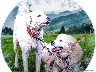 Pastore Maremmano cani Cuccioli Pastore Abruzzese Ricci Speronati - Annuncio 12