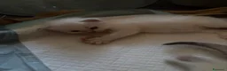 Siberiano gatti in vendita: Gatti siberiani neva masquerade  - Annuncio 4