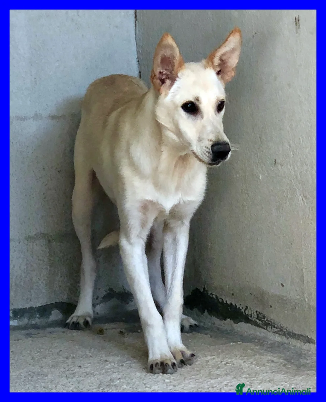 Meticcio cani in regalo: JANIS simpatica timidina - Annuncio 4