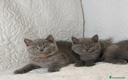 British gatti in vendita: British Shorthair Blue  a Provincia di Pavia - Immagine 4