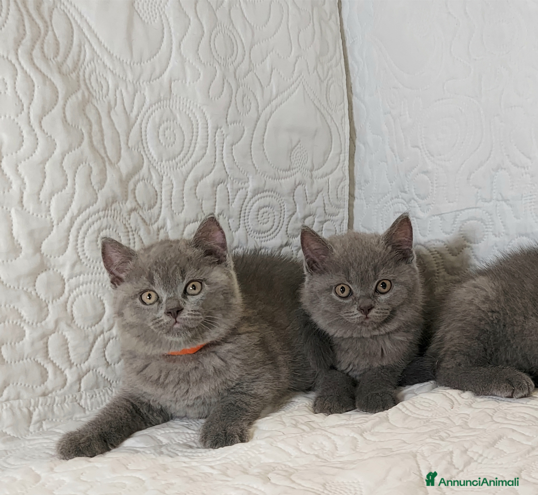 British gatti in vendita: British Shorthair Blue  a Provincia di Pavia - Immagine 4