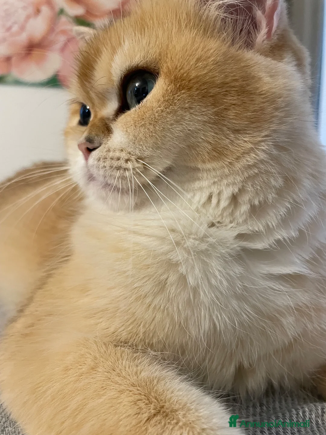 British gatti in vendita: Prenotazione cuccioli British Shorthair  NY12 a Provincia di Reggio Emilia - Annuncio 2