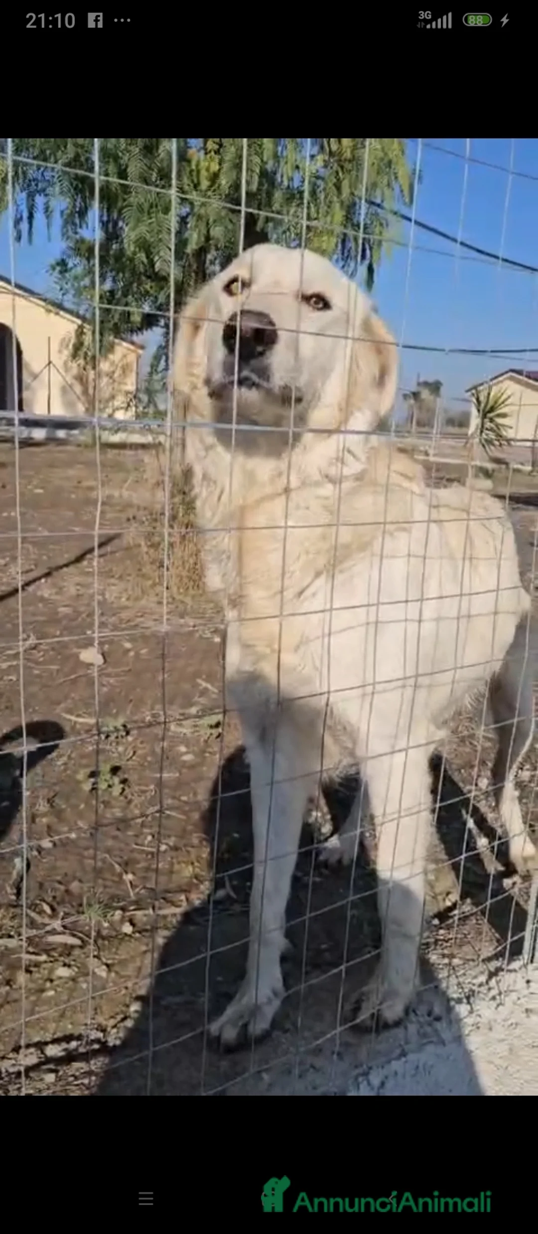 Meticcio cani in regalo: Sofia: docile, socievole, equilibrata - Annuncio 1