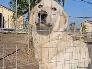 Meticcio cani Sofia: docile, socievole, equilibrata - Annuncio 39