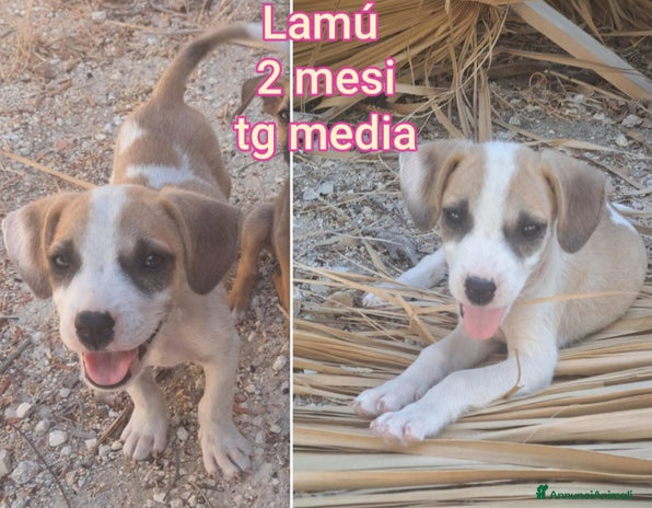 Meticcio cani a Città Metropolitana di Torino - Annuncio 15