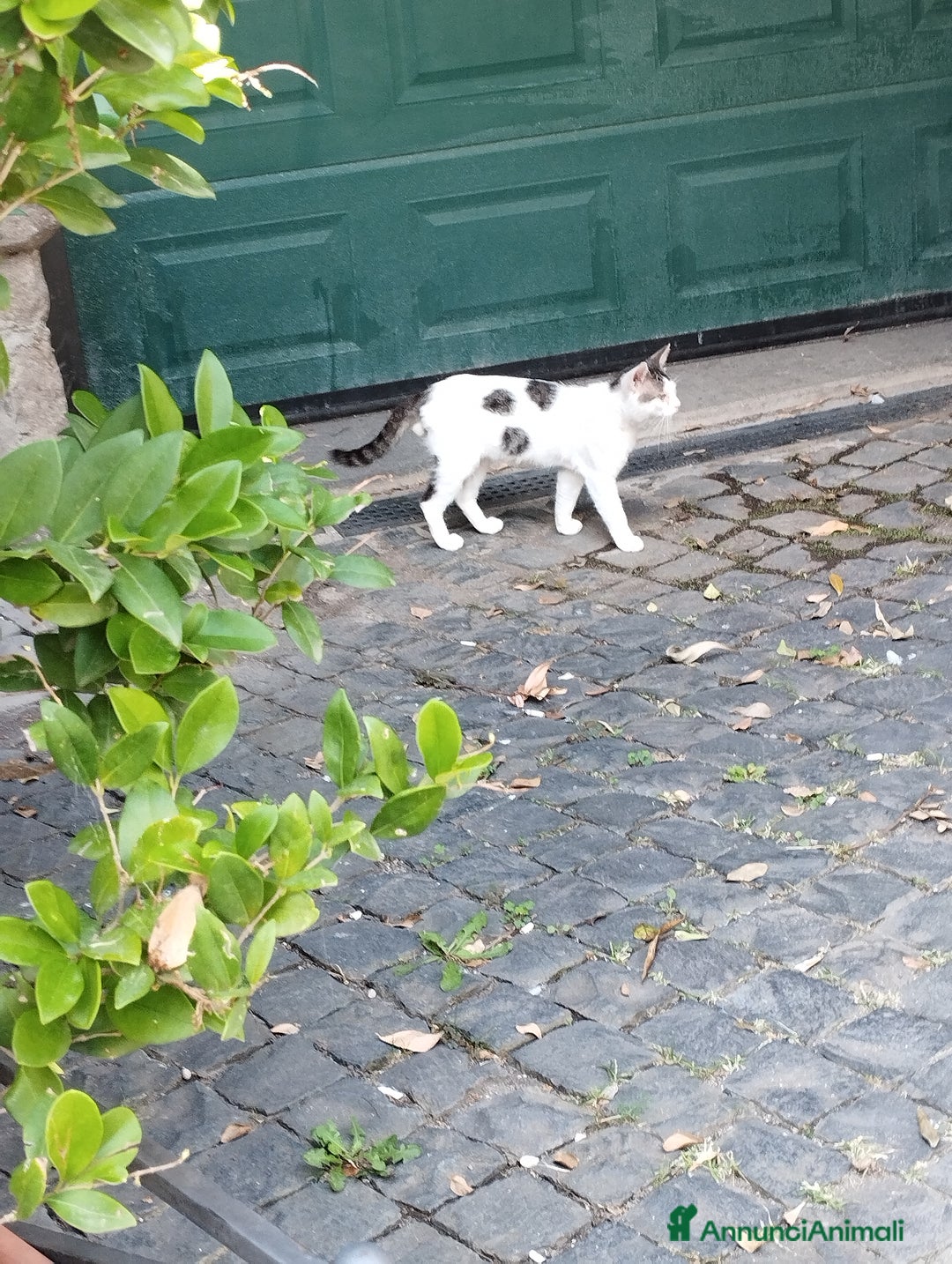 Europeo gatti in regalo: Simpaticissima Elly! - Annuncio 8