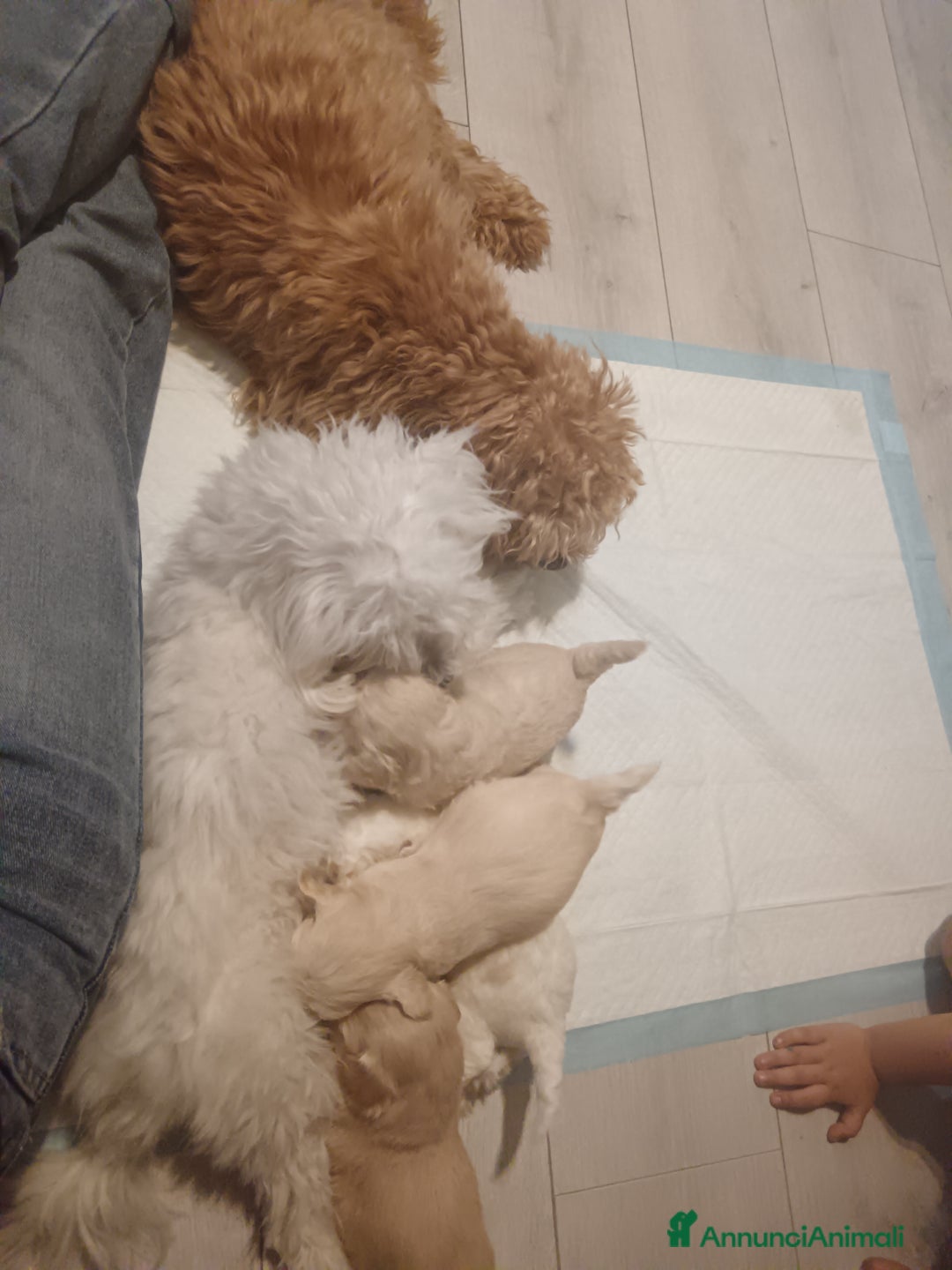 Maltese cani in vendita: Cuccioli di Maltipoo a Città Metropolitana di Torino - Immagine 2
