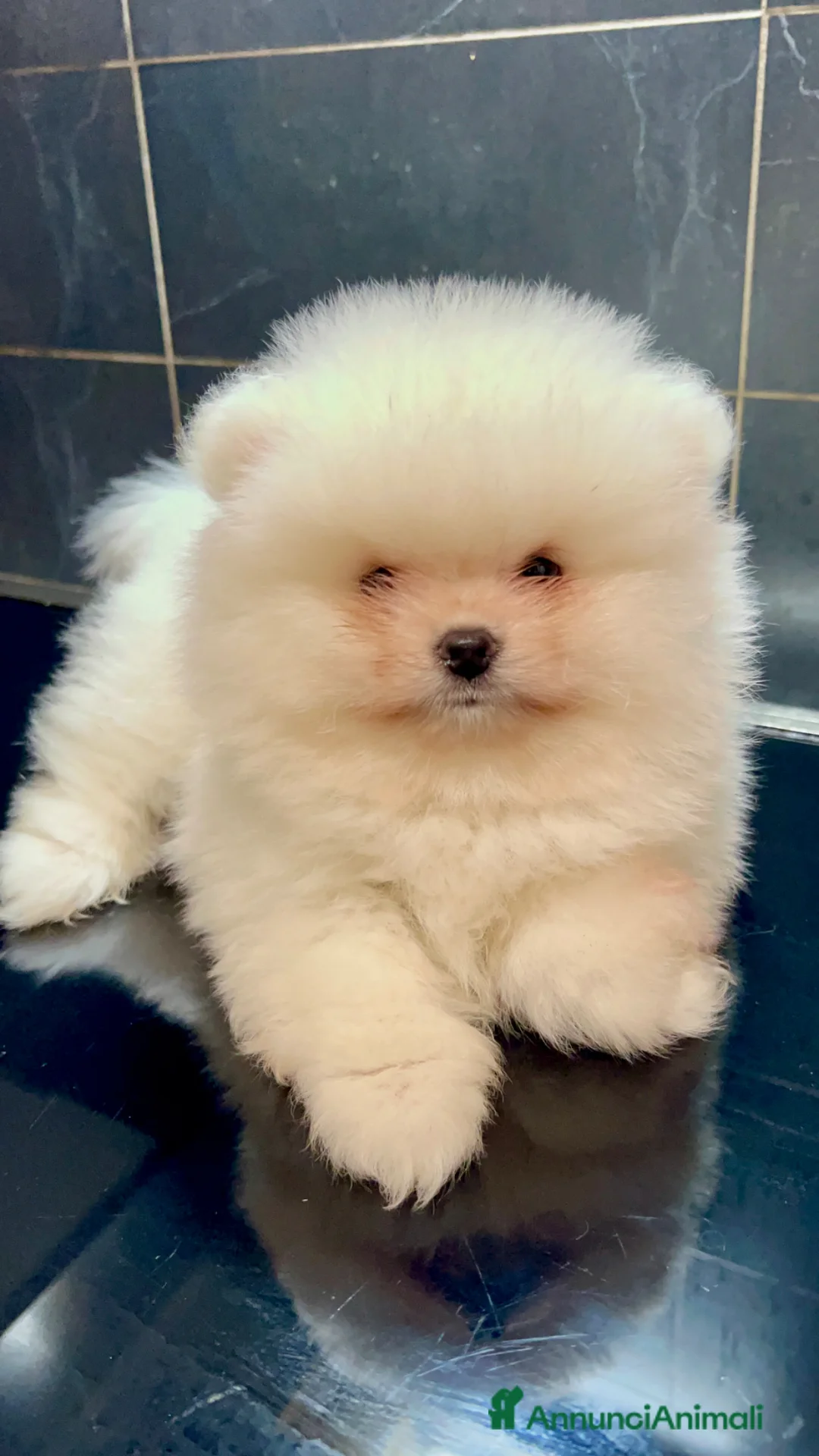 Volpino Pomerania cani in vendita: Pomerania Spitz Toy nano  - Annuncio 2