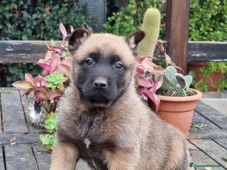 Pastore Belga cani Allevamento Cuccioli Pastore Belga Malinois Puglia a Città Metropolitana di Bari - Annuncio 3