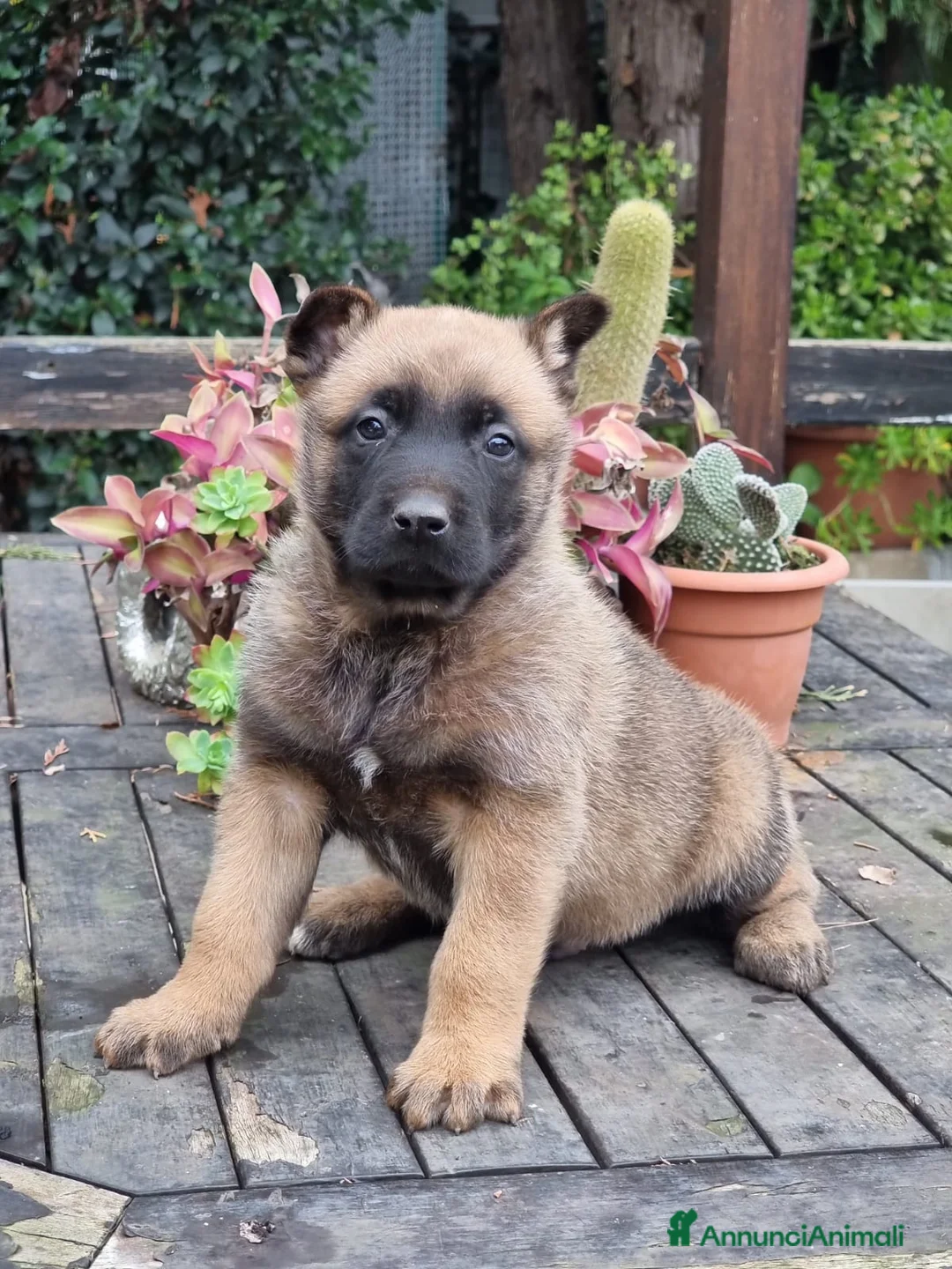 Pastore Belga cani in vendita: Allevamento Cuccioli Pastore Belga Malinois Puglia a Città Metropolitana di Bari - Annuncio 1