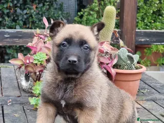 Pastore Belga cani Allevamento Cuccioli Pastore Belga Malinois Puglia a Città Metropolitana di Bari - Annuncio 16