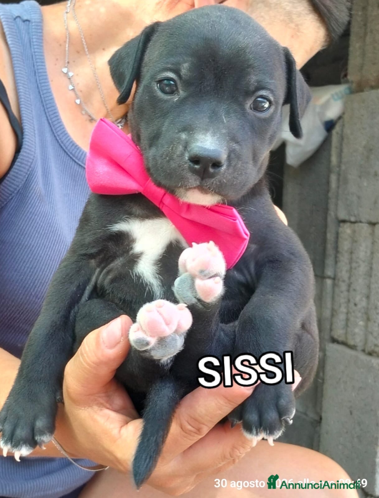 Meticcio cani Cuccioli femmine - Annuncio 3