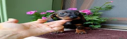 Bassotto cani in vendita: Bassotto pelo corto femmina con pedigree  - Annuncio 1