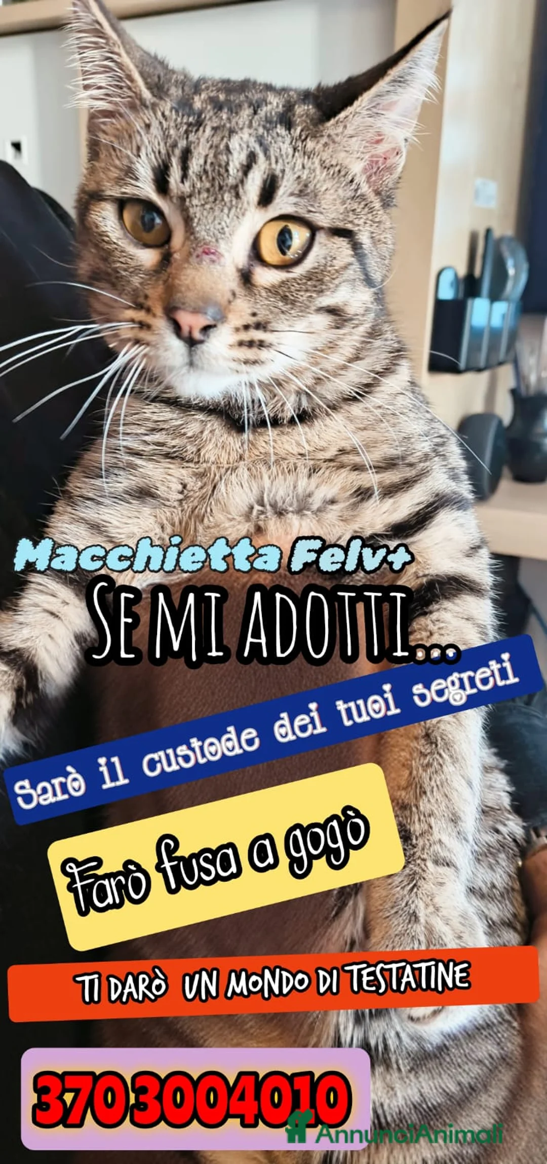 Europeo gatti in regalo: ADOZIONE DEL CUORE MACCHIETTA - Annuncio 2