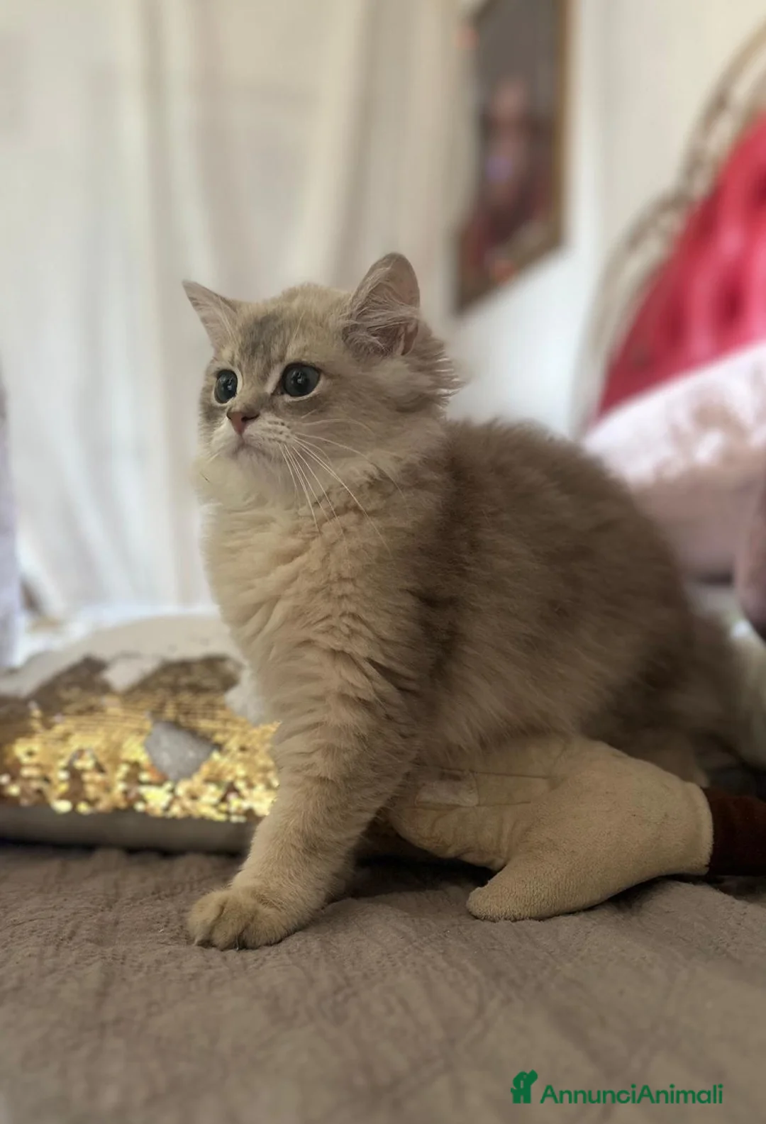 British gatti in vendita: Stupendi cuccioli di British  a Provincia di Perugia - Annuncio 2