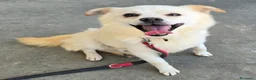 Meticcio cani in regalo: Leon 6 anni Taglia piccola  - Annuncio 1