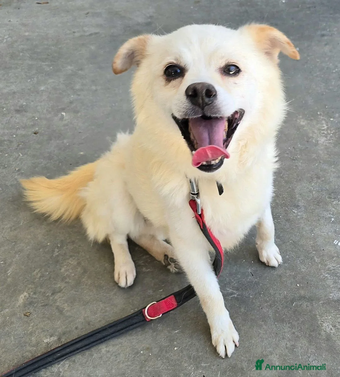 Meticcio cani in regalo: Leon 6 anni Taglia piccola  - Annuncio 1