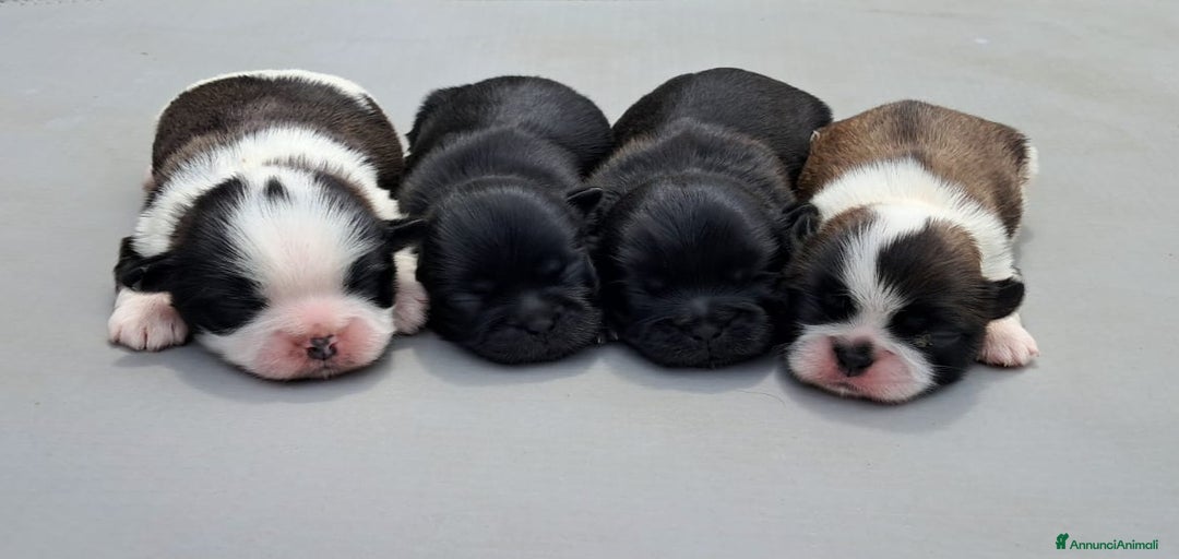 Immagine della galleria {{count}}