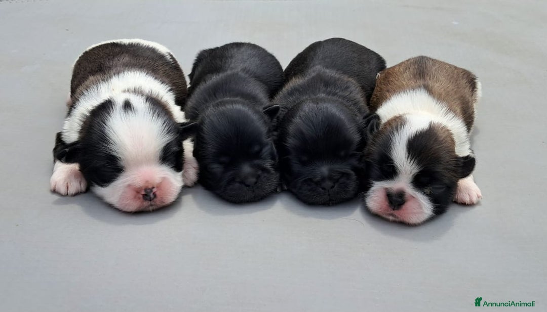 Immagine della galleria {{count}}