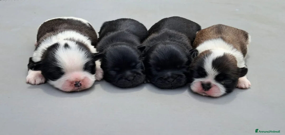 Immagine della galleria {{count}}