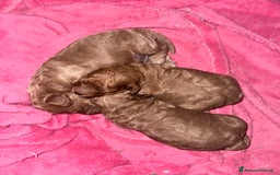 Barboncino cani in vendita: Barboncini cuccioli con pedigree Enci  a Provincia di Treviso - Immagine 3