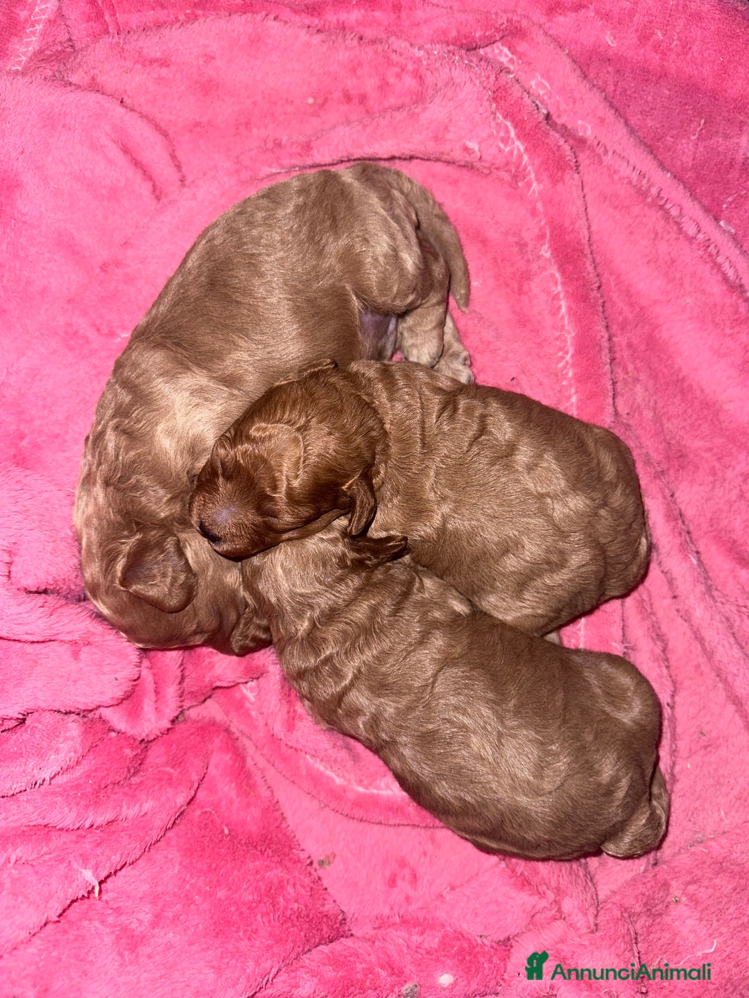 Barboncino cani in vendita: Barboncini cuccioli con pedigree Enci  a Provincia di Treviso - Immagine 3