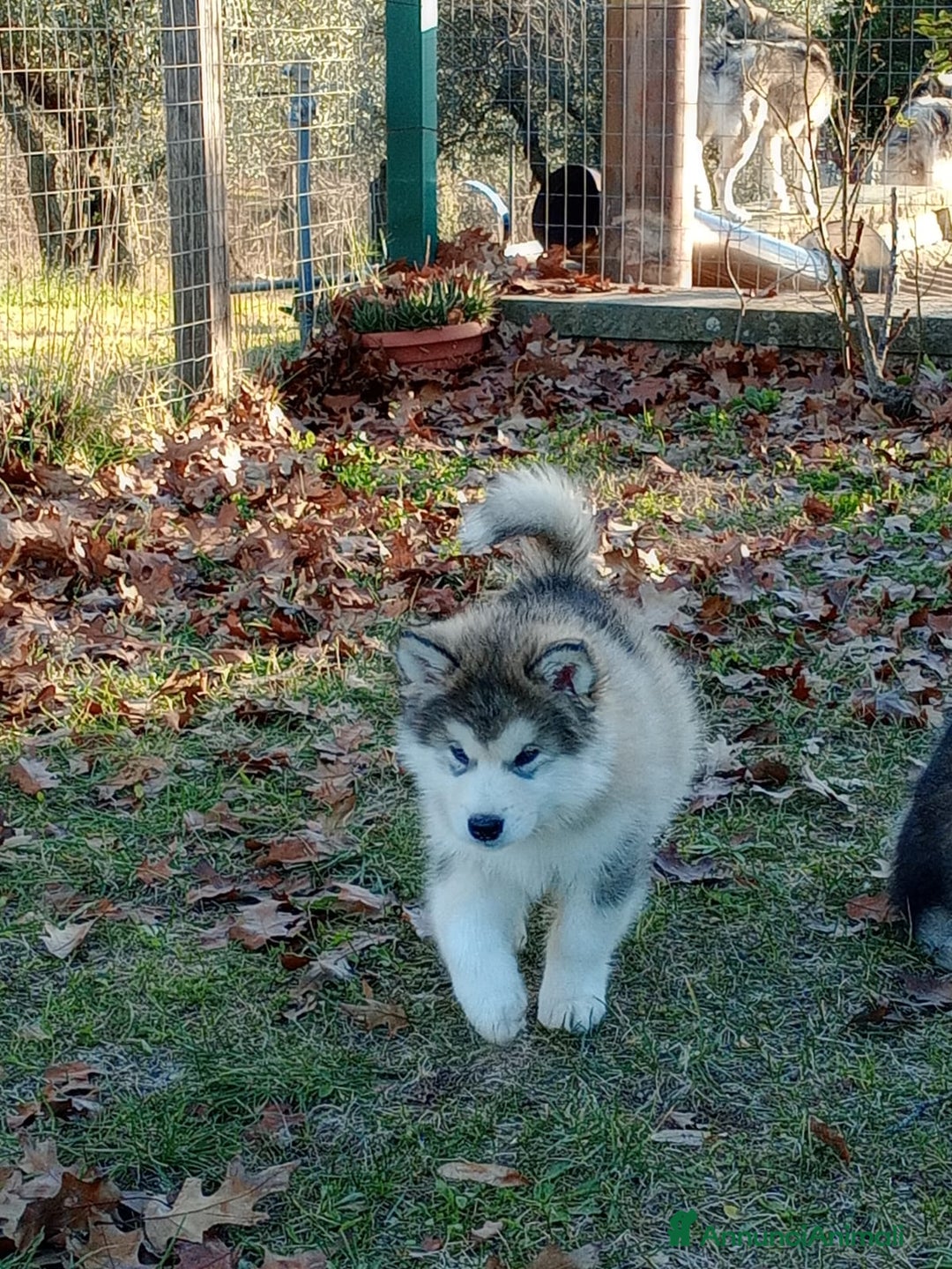 Alaskan Malamute cani in vendita: ALASKAN MALAMUTE ALTA GENEALOGIA - Annuncio 4