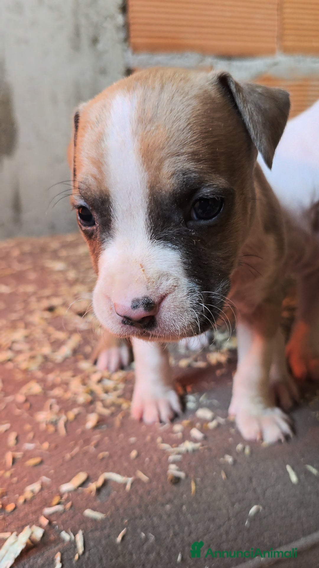 American Staffordshire cani in vendita: Cuccioli Amstaff  - Annuncio 24