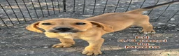 Meticcio cani in regalo: CUCCIOLI ABBANDONATI: EMERGENZA  a Città metropolitana di Milano - Annuncio 2