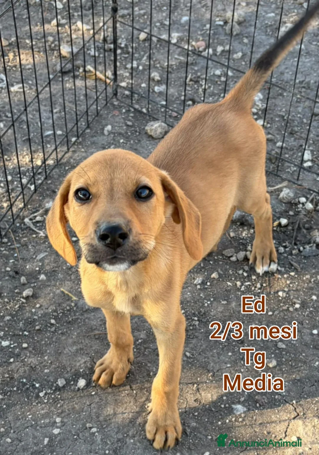 Meticcio cani in regalo: CUCCIOLI ABBANDONATI: EMERGENZA  a Città metropolitana di Milano - Annuncio 2