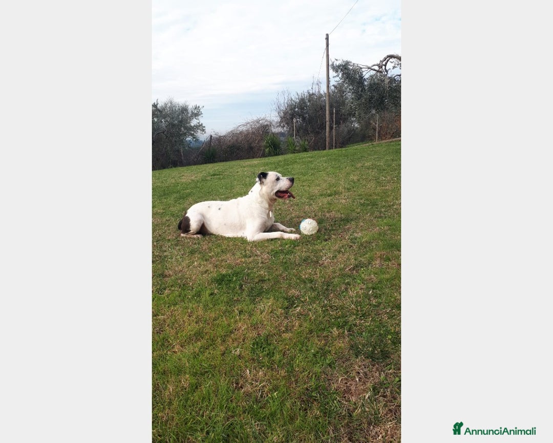 Meticcio cani in regalo: Adozione del cuore per il dolce Klaus  a Roma - Annuncio 4