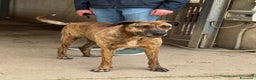 Meticcio cani in regalo: TIGRA, cagnolona fantastica dimenticata da tutti! - Annuncio 3