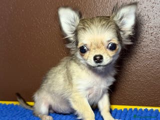 Chihuahua cani Chihuahua femminuccia piccola taglia - Annuncio 10