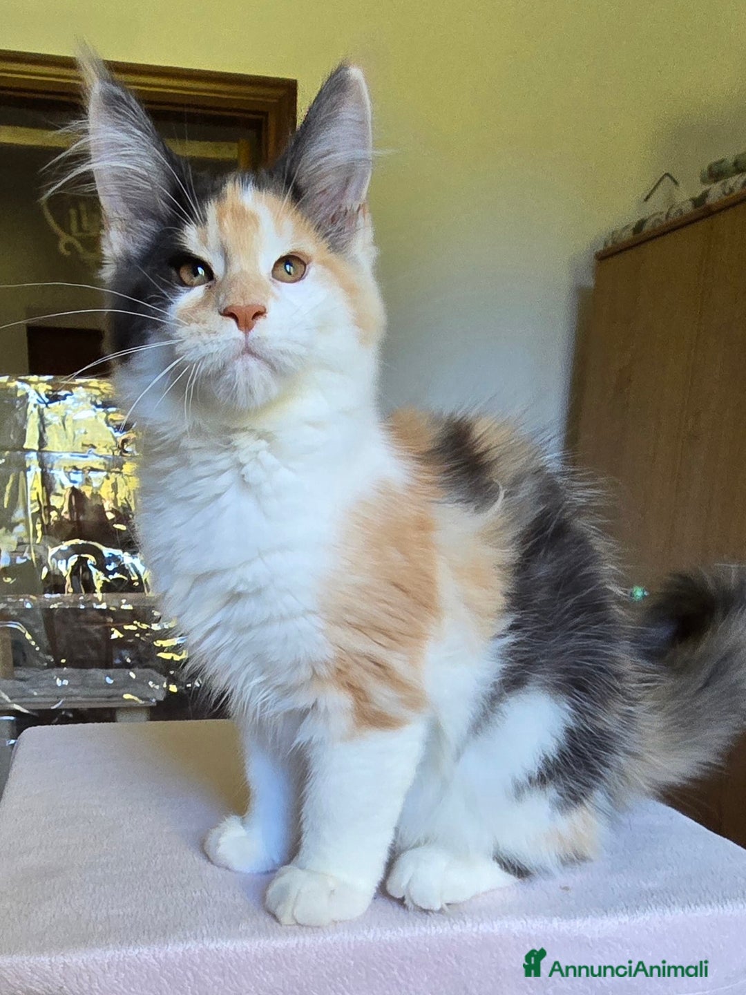 Maine Coon gatti in vendita: Cucciola di maine coom - Annuncio 3