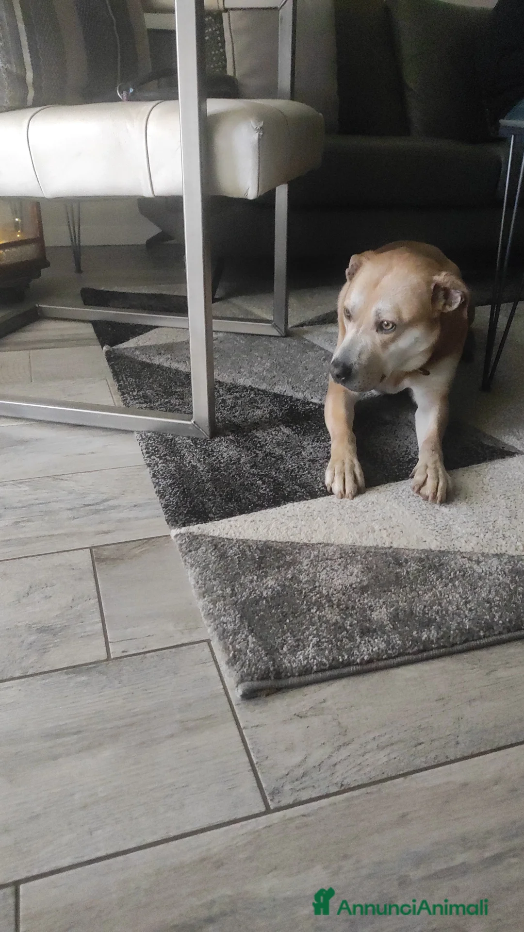 Meticcio cani in regalo: Regalo  - Annuncio 1