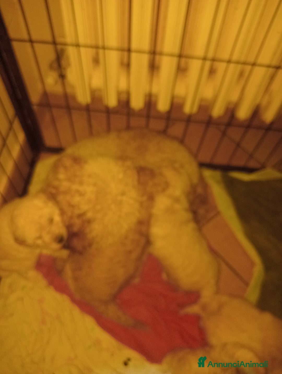 Barboncino Toy cani in vendita: Barboncini toy - Annuncio 1