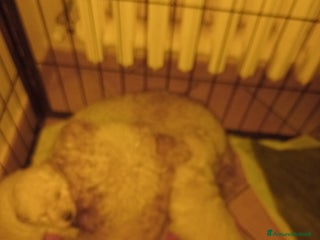 Barboncino Toy cani Barboncini toy - Annuncio 1