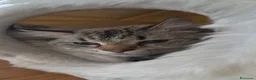 Siberiano gatti in vendita: Cuccioli siberiani neva  - Annuncio 5