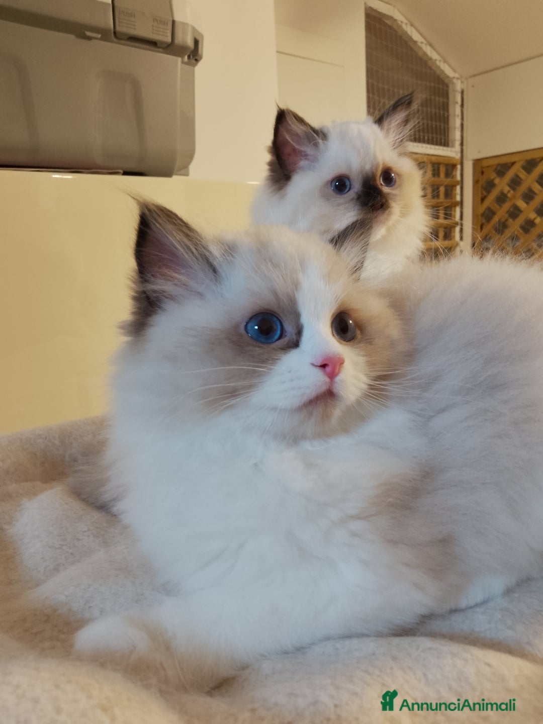 Ragdoll gatti in vendita: Bellissimi cuccioli Ragdoll  a Provincia di Bergamo - Annuncio 12