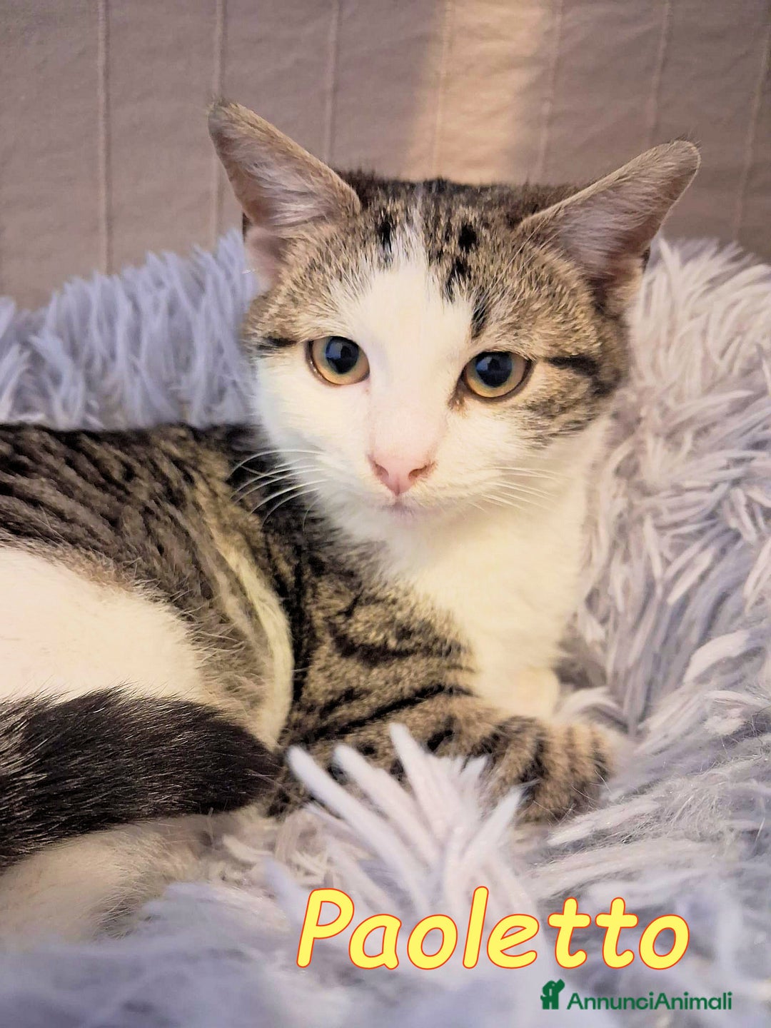 Europeo gatti in regalo: PAOLETTO 💔 ADOZIONE URGENTE - Annuncio 4