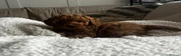 Cavapoo cani in vendita: Splendidi cuccioli di Cavapoo F1 - Annuncio 9