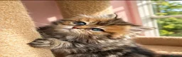 Persiano gatti in vendita: Dolcissimo cucciolo di persiano, golden - Annuncio 4
