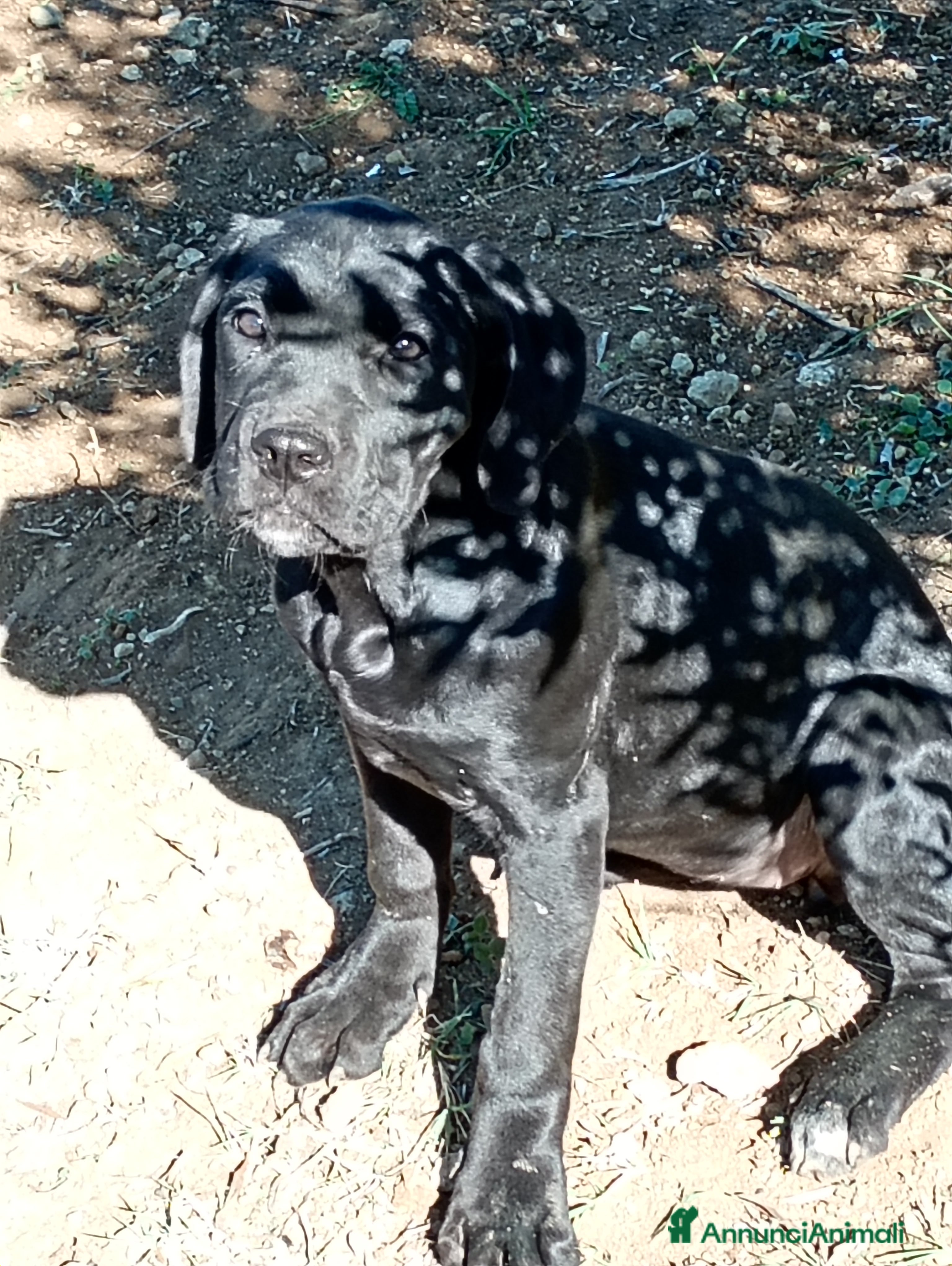 Cane Corso cani Cuccioli di cane corso  - Annuncio 4
