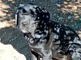 Cane Corso cani Cuccioli di cane corso - Annuncio 13