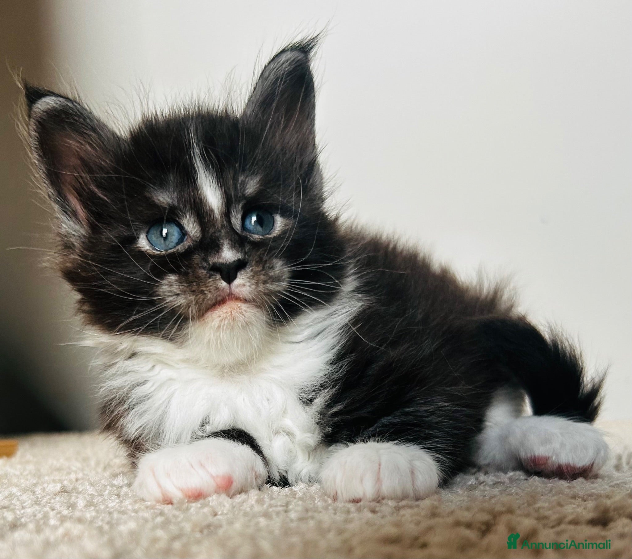 Maine Coon gatti Maine Coon con pedigree  - Annuncio 7